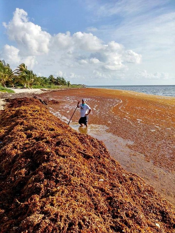 全球最大一波藻類增生來了 從墨西哥灣延伸到西非