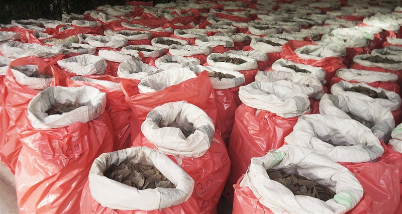 星國查獲最大象牙走私案 來自約300頭象價值4億