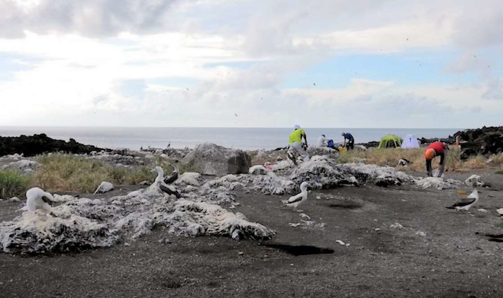 火山噴發六年後 西之島上發現海鳥繁殖新生態系誕生